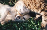 Šunų ir kačių draudimas: ką reikia žinoti?